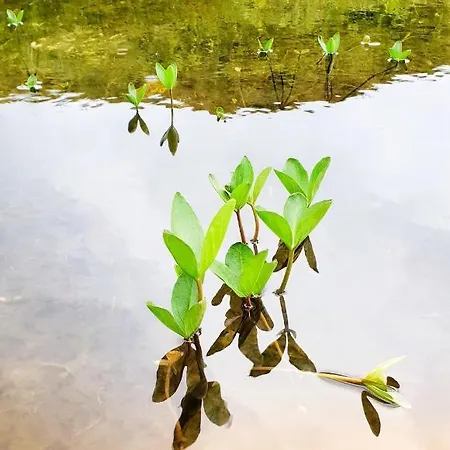 Waerholmen Apartment *